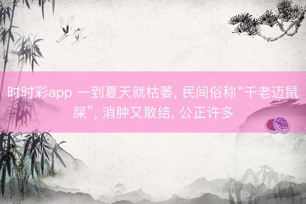 時時彩app 一到夏天就枯萎， 民間俗稱“千老邁鼠屎”， 消腫又散結， 公正許多